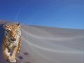 Tiger in desert